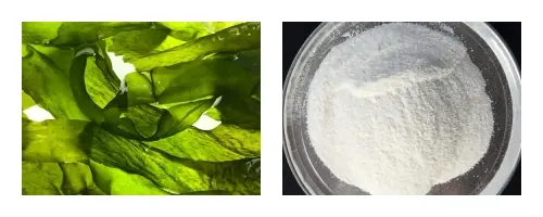 coa_副本.webp coa_副本.webp