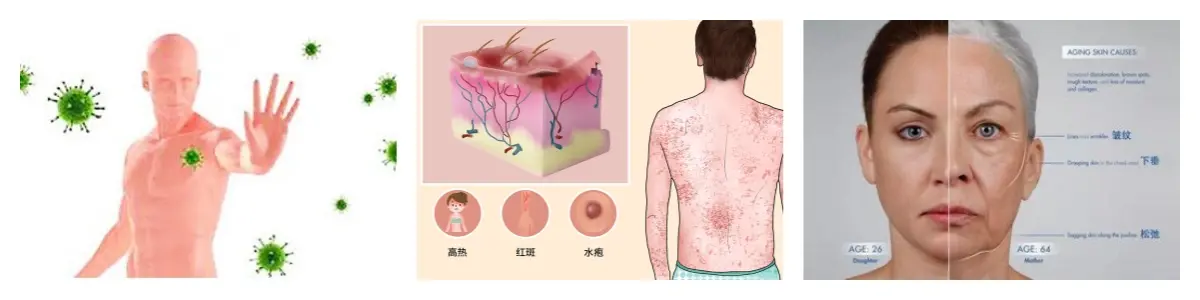 蘑菇功效.webp 蘑菇功效.webp