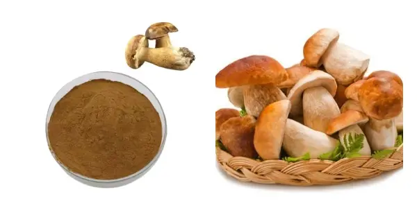 牛肝菌提取物.webp 牛肝菌提取物.webp