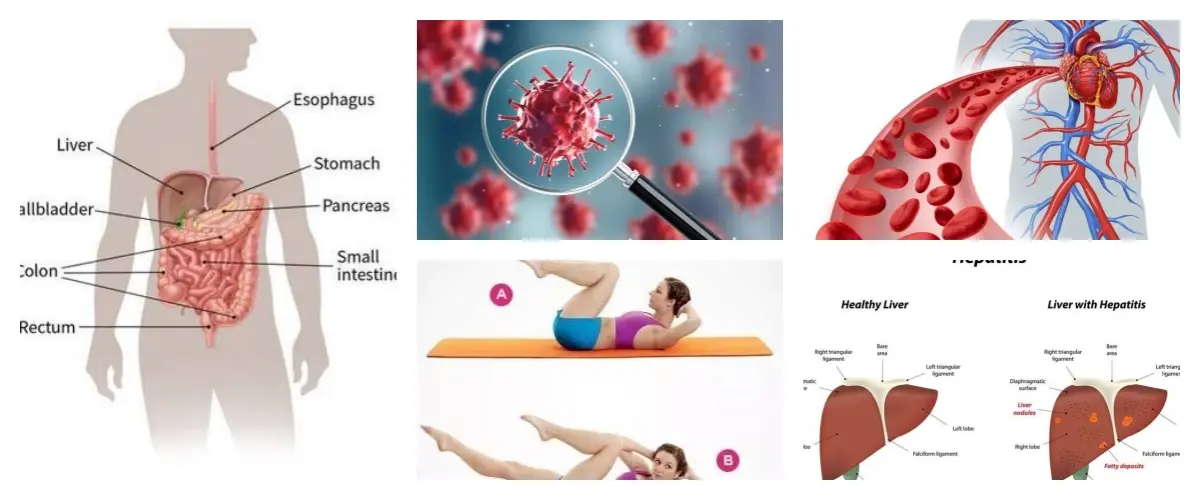 功效肝脏+胃肠道+癌症+身体平衡.webp 功效肝脏+胃肠道+癌症+身体平衡.webp