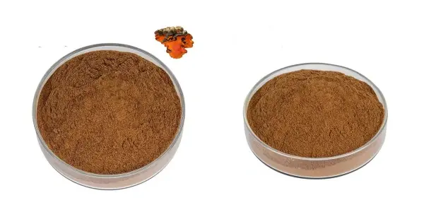 Extracto de Antrodia Camphorata.webp Extracto de Antrodia Camphorata.webp