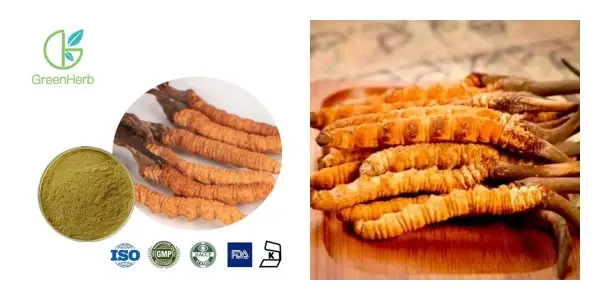 Cordyceps luchdaich sìos.webp