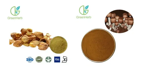 Extracto de Agaricus Blazei.webp Extracto de Agaricus Blazei.webp