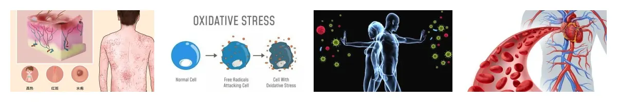 功效免疫力+细胞+心血管.webp 功效免疫力+细胞+心血管.webp