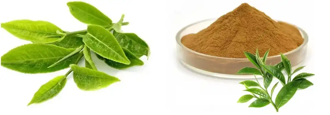 Poudre d'extrait de thé vert