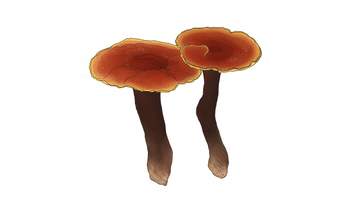Pùdar balgan-buachair Reishi