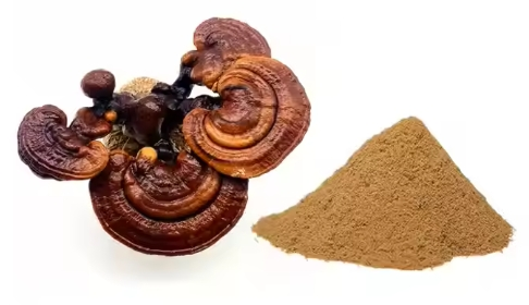 Pùdar balgan-buachair Reishi
