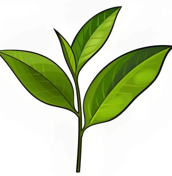 Green Tea Extract Powder