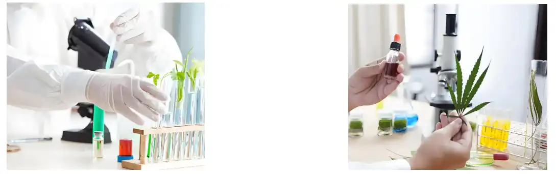 Pure Tribulus Terrestris Extract