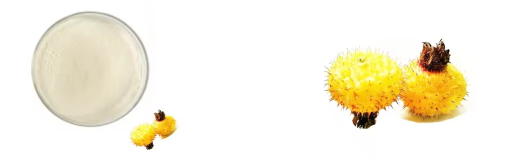 Roxburgh Rose Extract Roxburgh Rose Extract