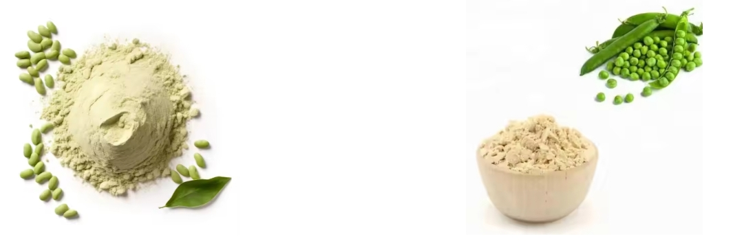 fava bean protein fava bean protein