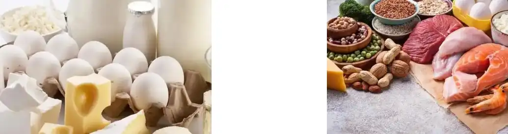 fava bean protein fava bean protein