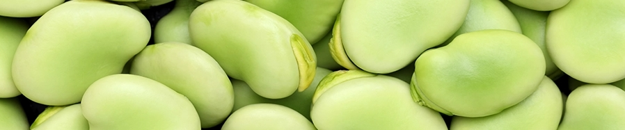 fava bean protein fava bean protein