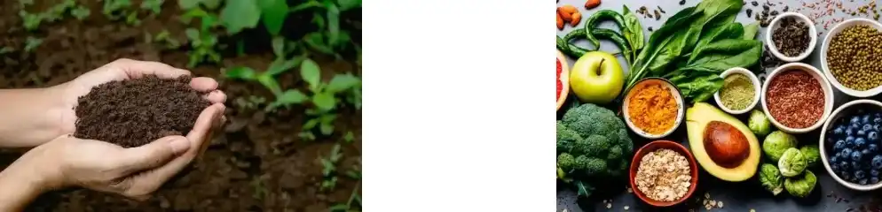 pea protein pea protein