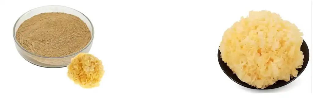 Tremella Fuciformis Extract Tremella Fuciformis Extract