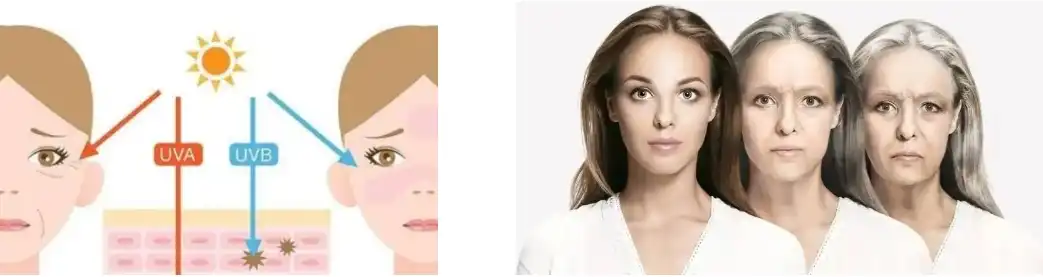 Tremella Fuciformis Extract Tremella Fuciformis Extract