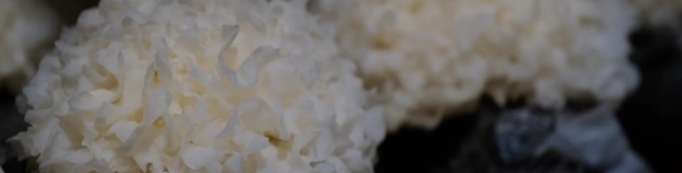 Tremella Fuciformis Extract Tremella Fuciformis Extract