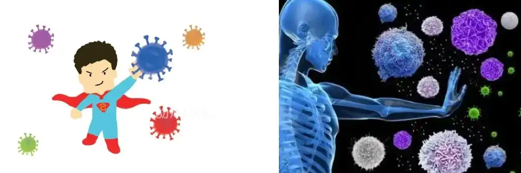 Yeast Beta Glucan Powder Yeast Beta Glucan Powder