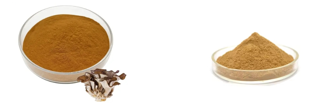 Maitake Extract Maitake Extract