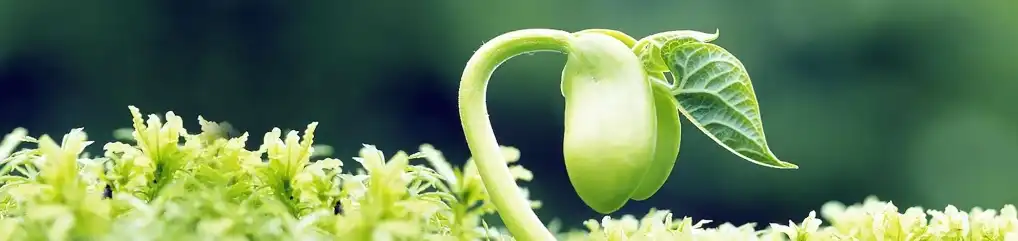 Stevia Extract Powder Stevia Extract Powder