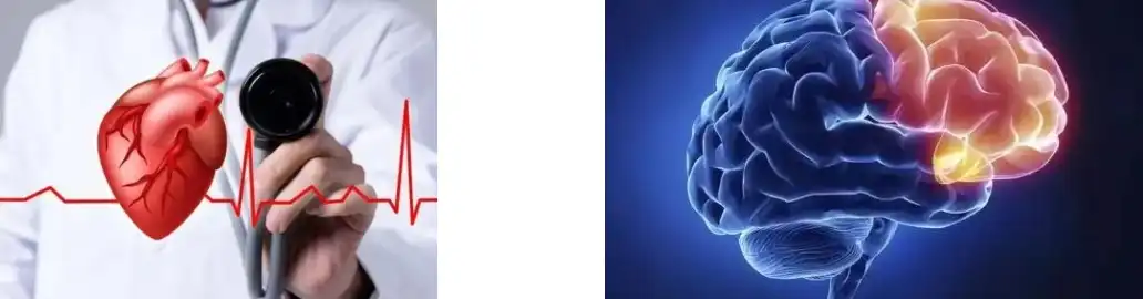 Coenzyme Q10 Powder Coenzyme Q10 Powder