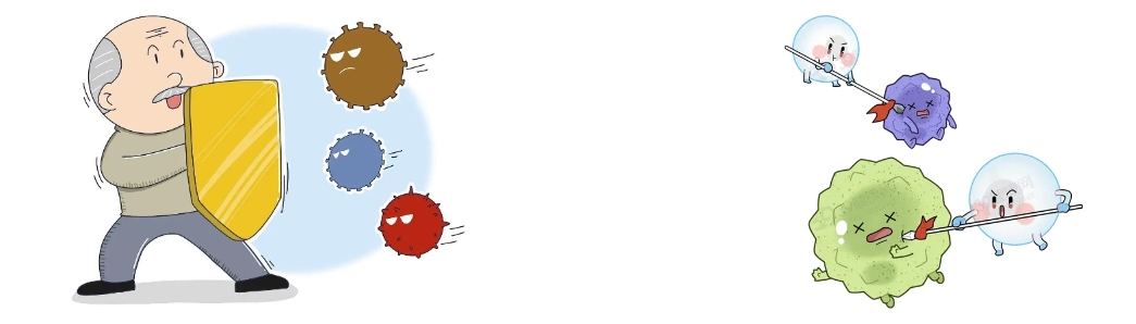 Extracto de Scutellaria Baicalensis Extracto de Scutellaria Baicalensis