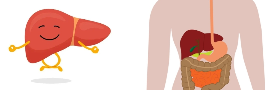 Schisandra Extract Powder Schisandra Extract Powder