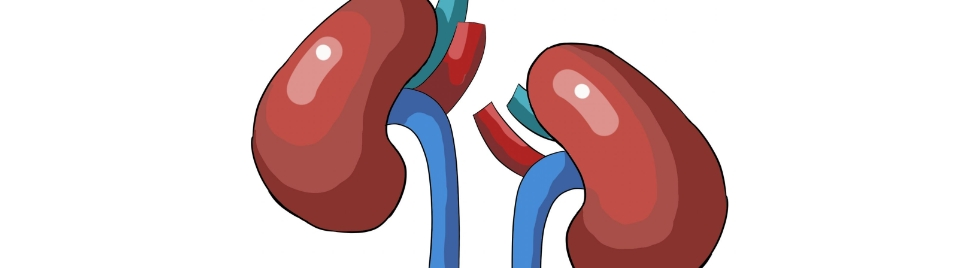 Schisandra Extract Powder Schisandra Extract Powder