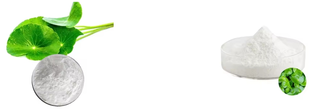 Extracto de Centella Asiatica en polvo Extracto de Centella Asiatica en polvo