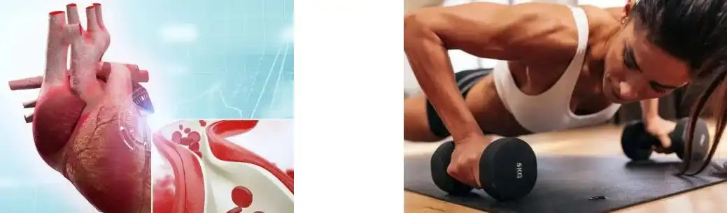 fava bean protein fava bean protein