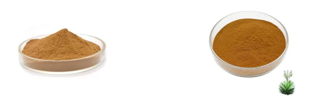 YUCCA EXTRACT YUCCA EXTRACT