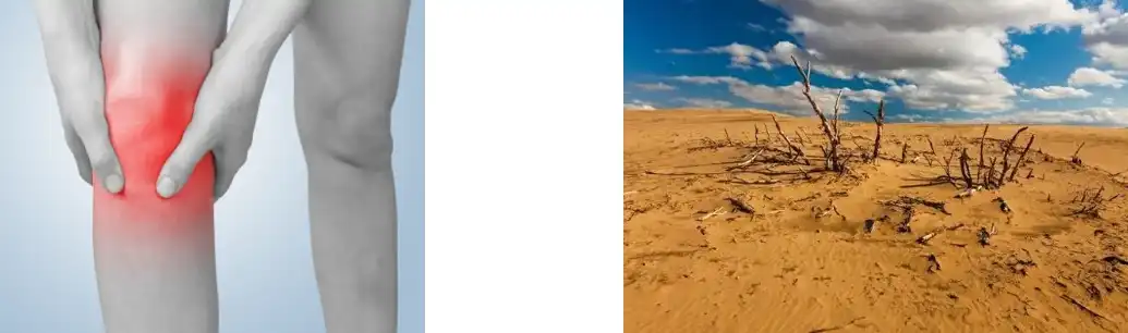 YUCCA EXTRACT YUCCA EXTRACT