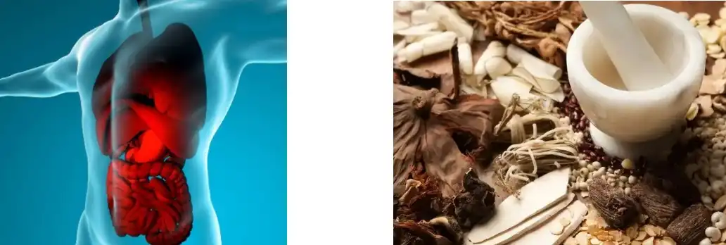 Schisandra Extract Powder Schisandra Extract Powder