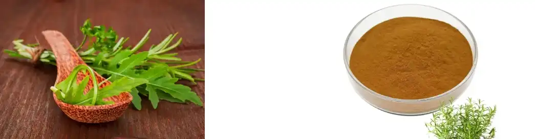 Rosemary Leaf Extract Rosemary Leaf Extract