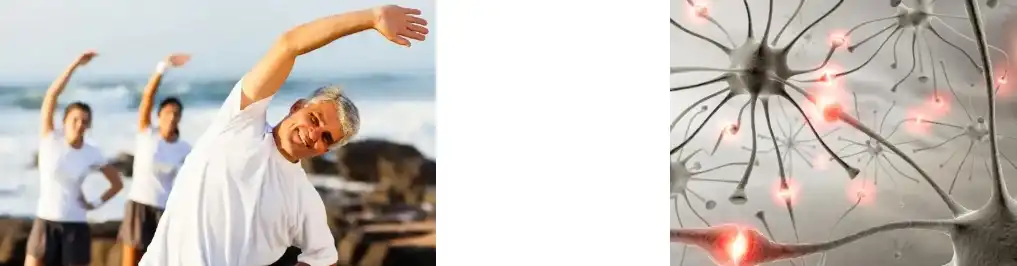 Rosemary Leaf Extract Rosemary Leaf Extract