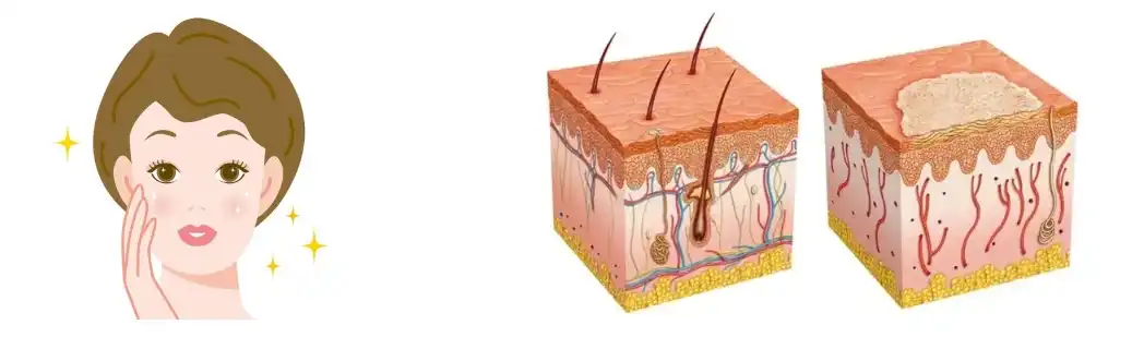 Centella Asiatica Extract Powder Centella Asiatica Extract Powder