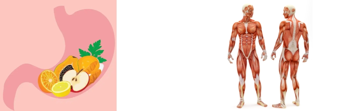 Bovine Collagen Peptide Bovine Collagen Peptide