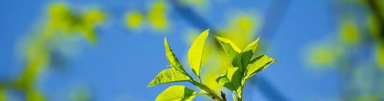 Gardenia en po amarelo Gardenia en po amarelo