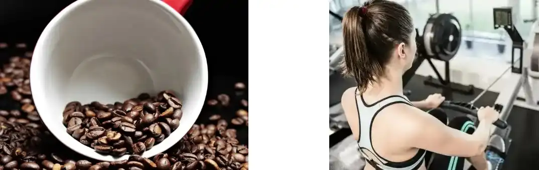 Extracto de Phellinus Igniarius Extracto de Phellinus Igniarius