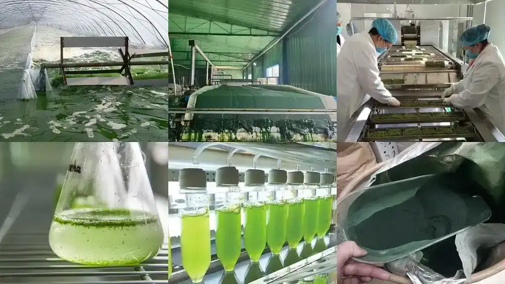 Flow Chart Of Spirulina Extract Powder2 Flow Chart Of Spirulina Extract Powder2