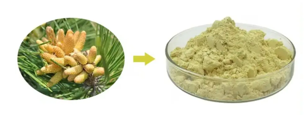 PINE POLLEN POWDER