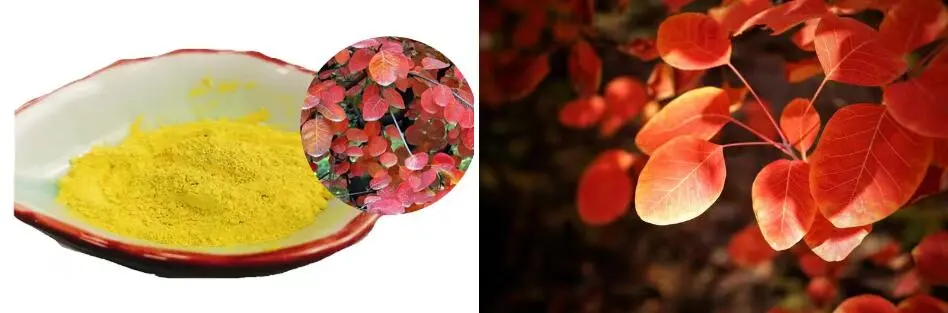 FISETIN POWDER FISETIN POWDER