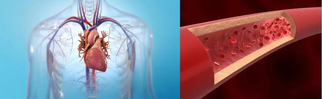 FISETIN POWDER FISETIN POWDER