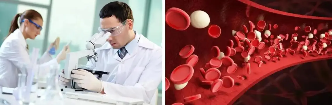 FISETIN POWDER FISETIN POWDER