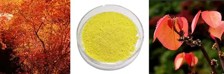 FISETIN POWDER FISETIN POWDER