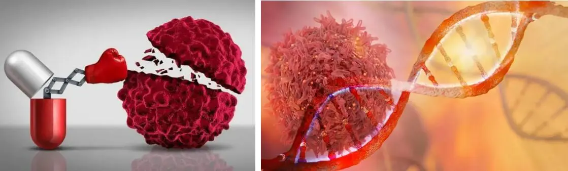 FISETIN POWDER FISETIN POWDER