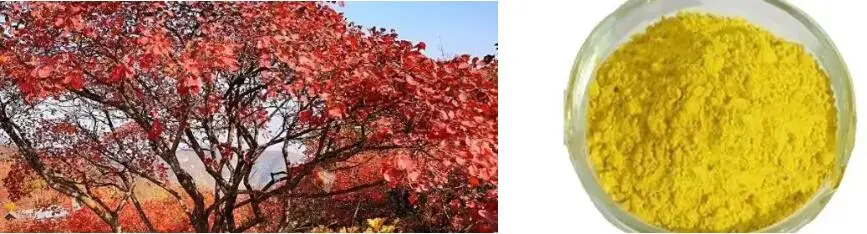 Fisetin Powder Fisetin Powder