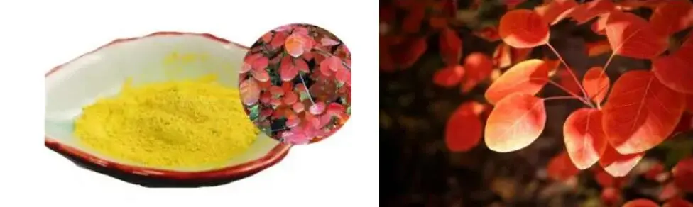 FISETIN POWDER FISETIN POWDER