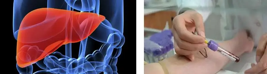 FISETIN POWDER FISETIN POWDER