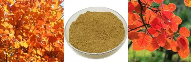 Fisetin Powder Fisetin Powder